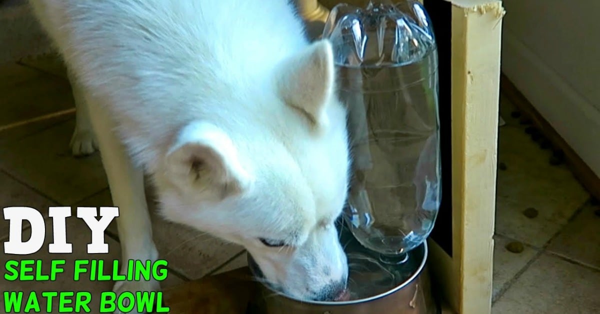 Keep Your Pet Hydrated This Summer And Make Him His Own Self-Filling Water Bowl!