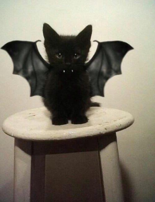 Vampire Bat Cat