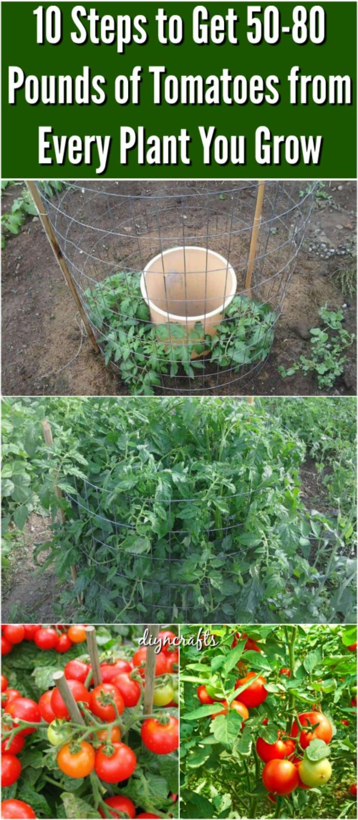 10 Steps to Get 50-80 Pounds of Tomatoes from Every Plant You Grow. Revealed: The Secret to Growing Juicy, Tasty, High-Yield Tomatoes
