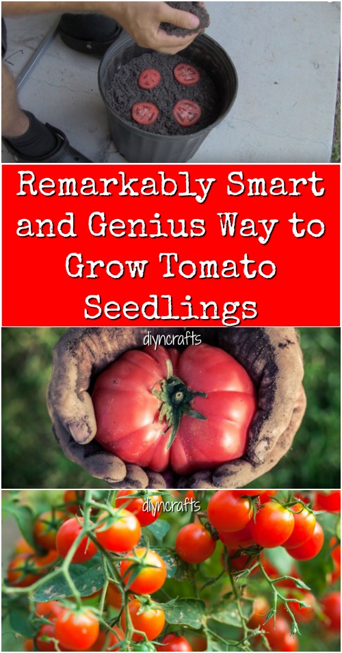 Remarkably Smart and Genius Way to Grow Tomato Seedlings {Video}