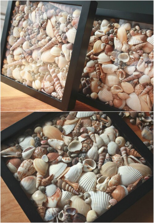 Seashell Shadow Boxes