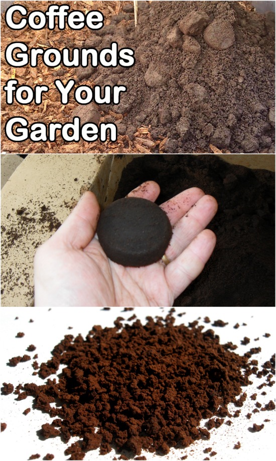 7 Mind-Blowing Ways To Use Coffee-Grounds In The Garden