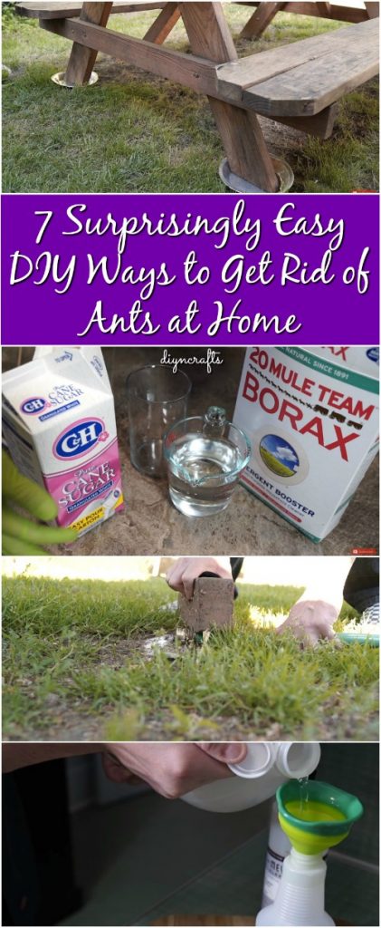 7 Surprisingly Easy DIY Ways to Get Rid of Ants at Home {Video Tutorials}