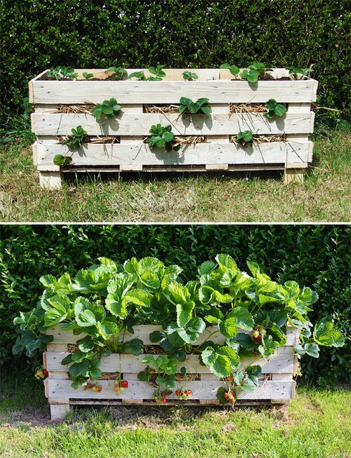 How To Turn Pallets Into Strawberry Pallet Planters {Brilliant Gardening Project}