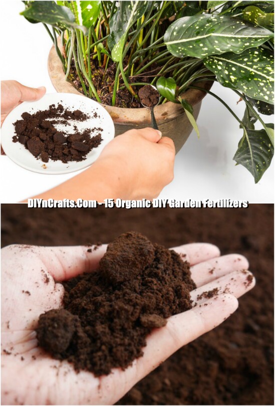 Coffee Grounds Fertilizer