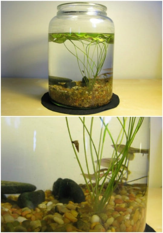 Easy Indoor Pond In A Jar