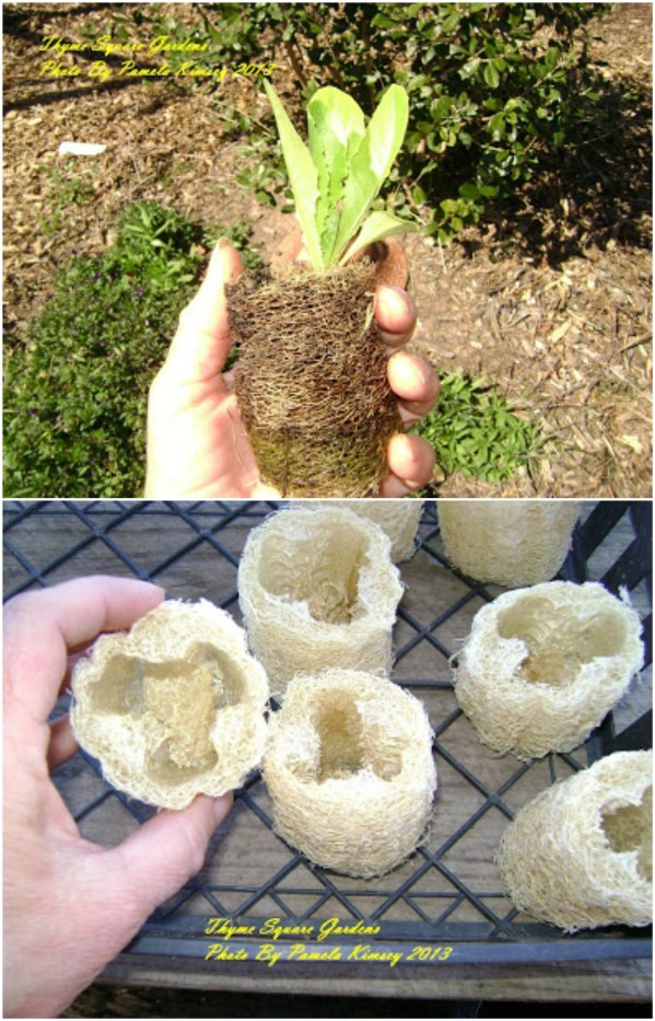 Repurposed Loofah Sponge Seed Starter
