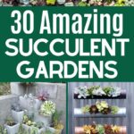 Backyard succulent gardens collage