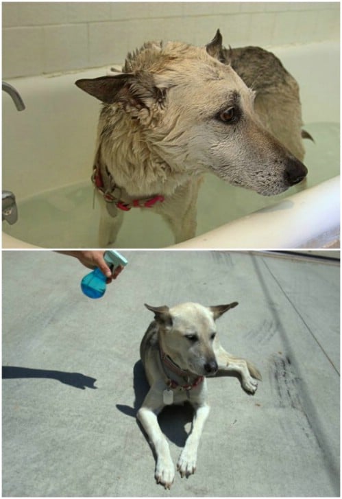 Pet-Friendly Flea Killing Bath