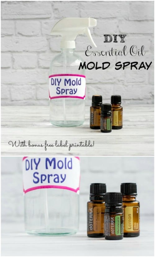 DIY Mold Spray
