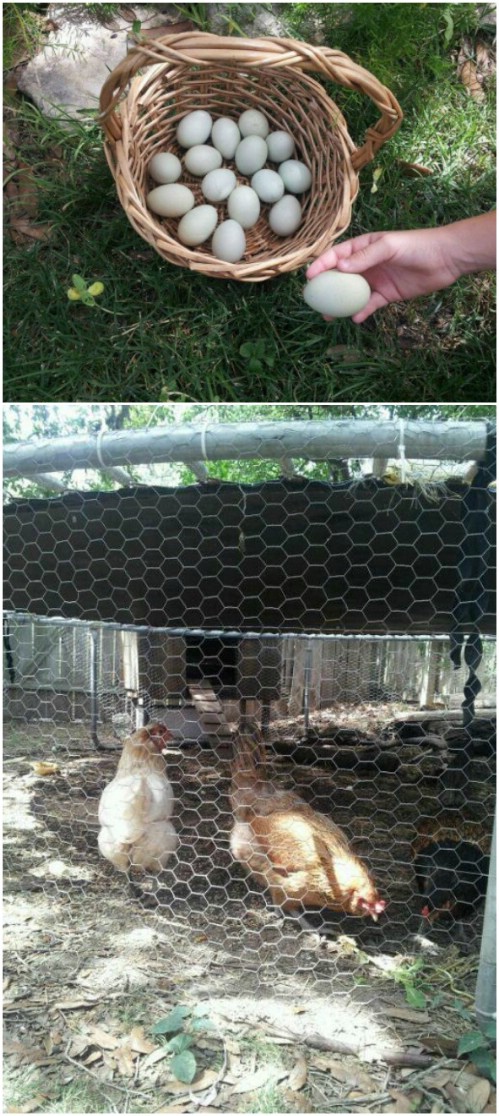 Repurposed Trampoline Chicken Coop