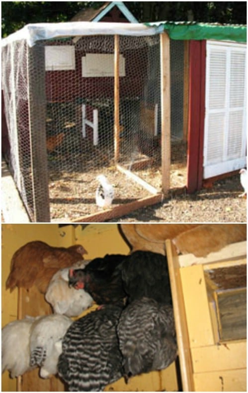 Easy Two Story Chicken Coop