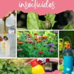 diy insecticides