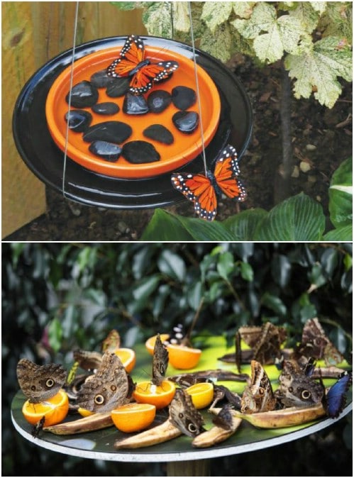 DIY Butterfly Feeder And Waterer
