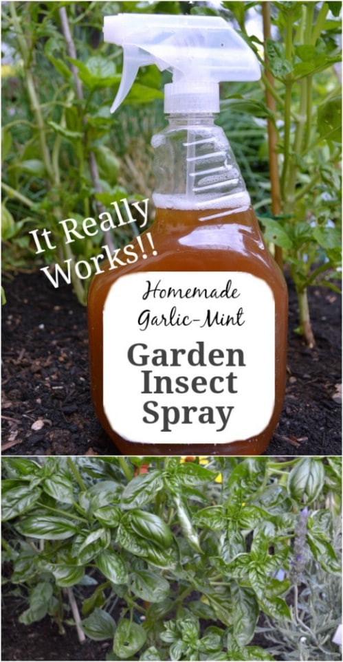 Homemade Garlic Mint Garden Plant Spray