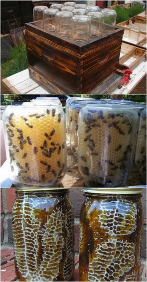 Easy DIY Beehive In A Jar