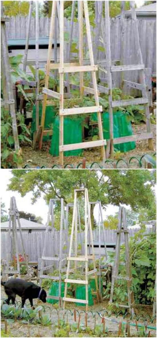 DIY Folding Ladder Tomato Cages