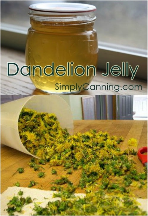 Old Fashioned Dandelion Jelly