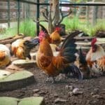 raise chickens backyard diy