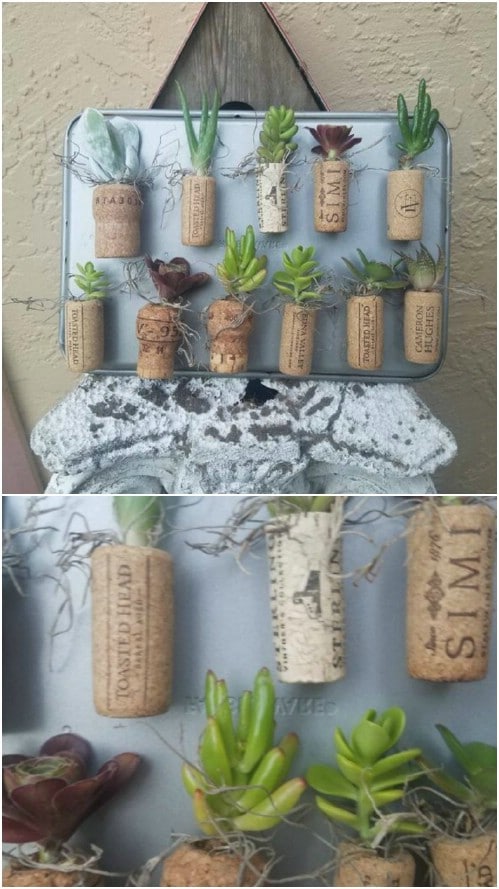 Wine Cork Succulent Magnets