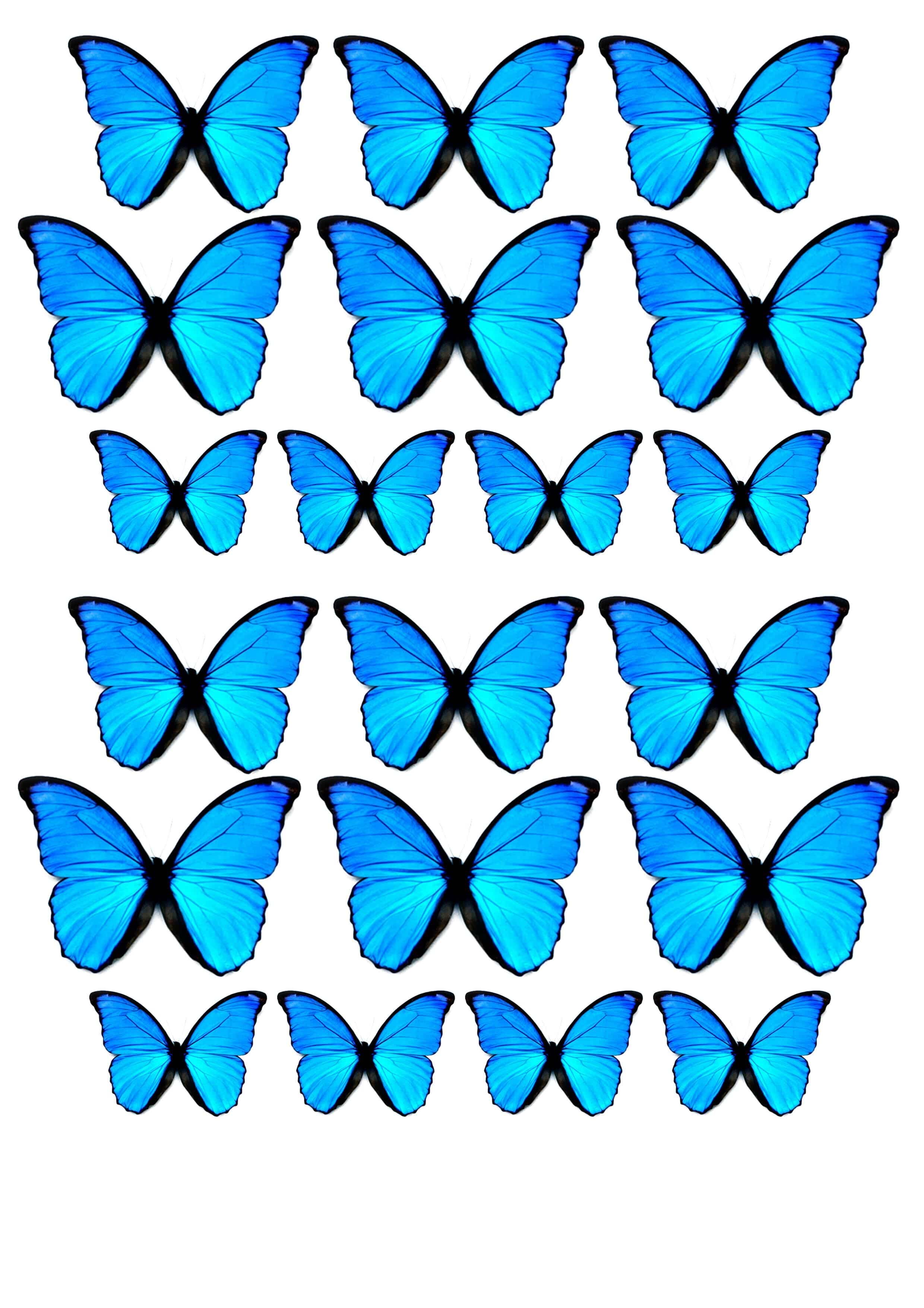 Бело голубые бабочки. Бабочки цветные. Бабочки для вырезания цветные. Голубая бабочка. Синяя бабочка.