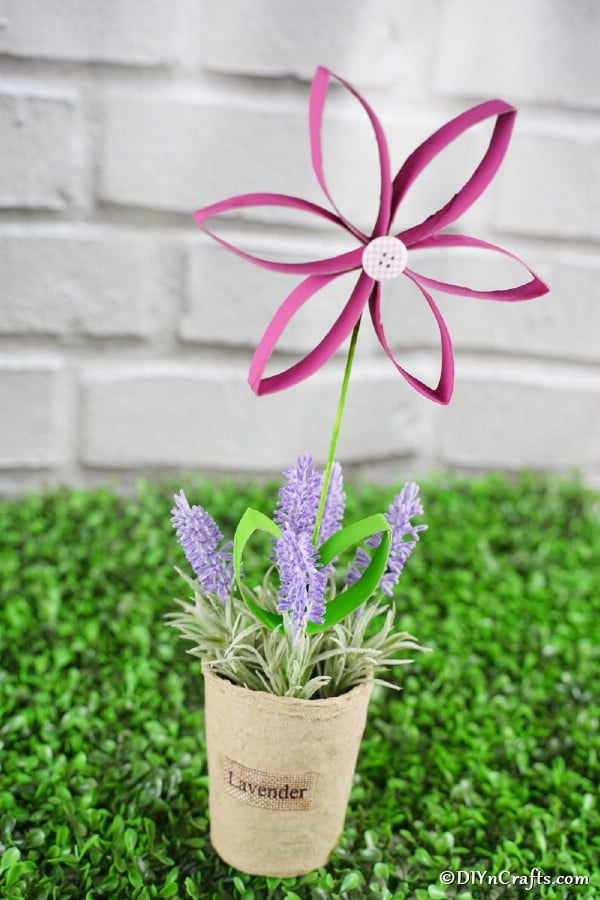 Paper roll flower in potted plant