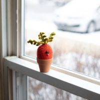 Organic Mini Carrot in Flower Pot
