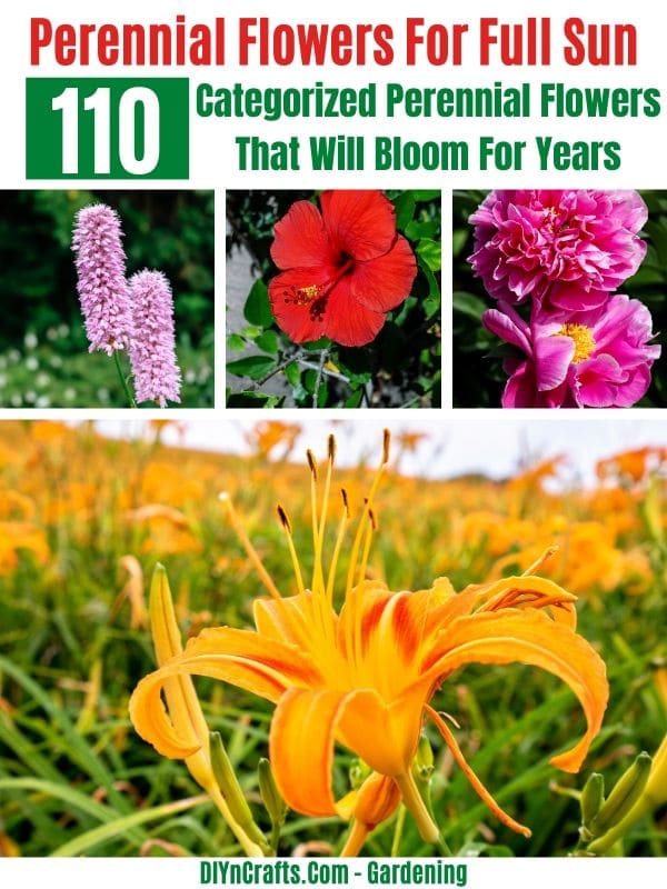 110 Categorized Perennial Flowers That Will Bloom For Years,Why Are There So Many Flies Outside My House Uk