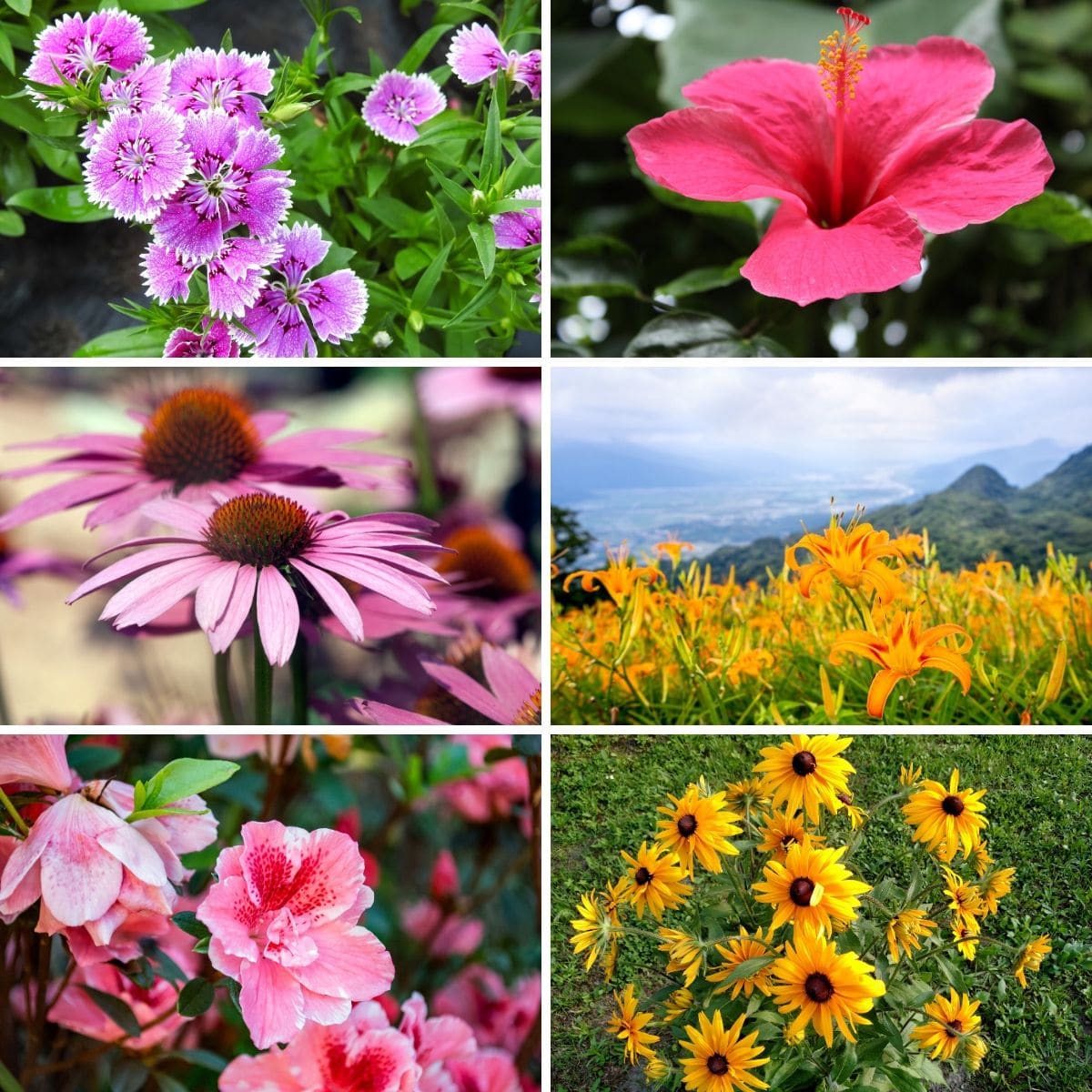 Various types of perennial flowers.