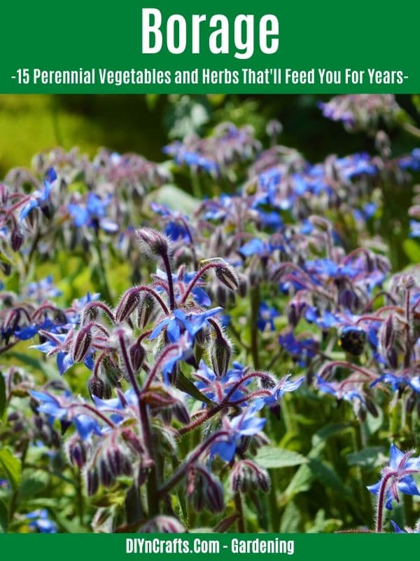 Borage perennial herb
