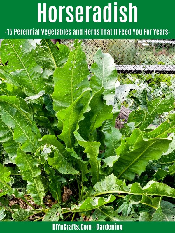 Horseradish perennial vegetable