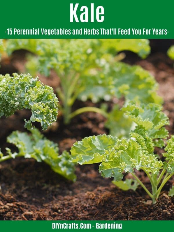 Kale perennial vegetable