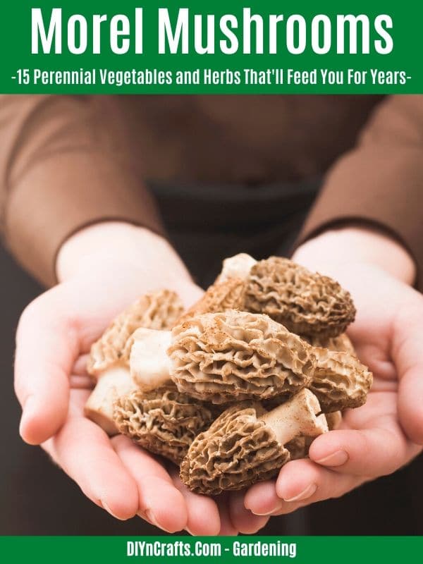 Morel Mushrooms perennial vegetable