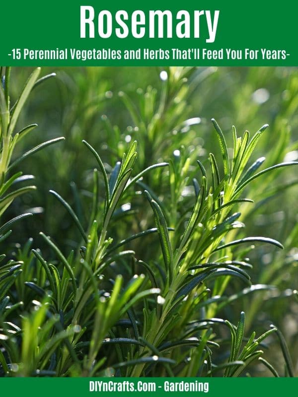 Rosemary perennial herb
