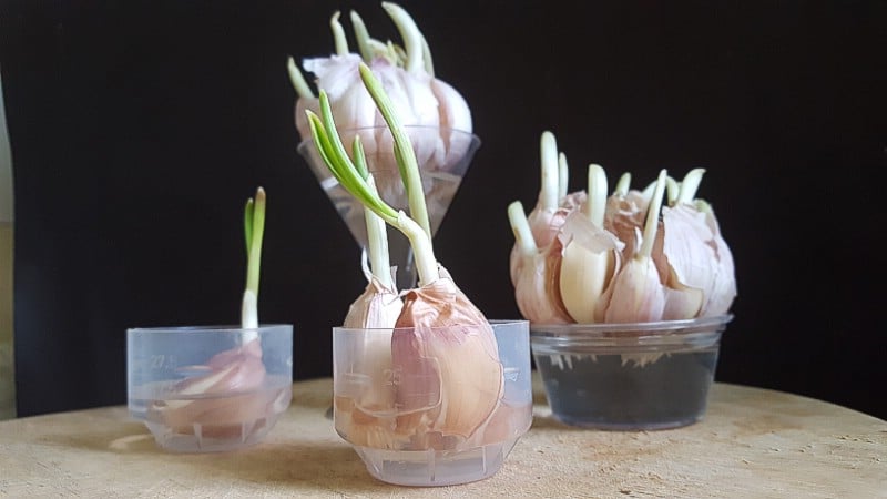 Garlic grow in water