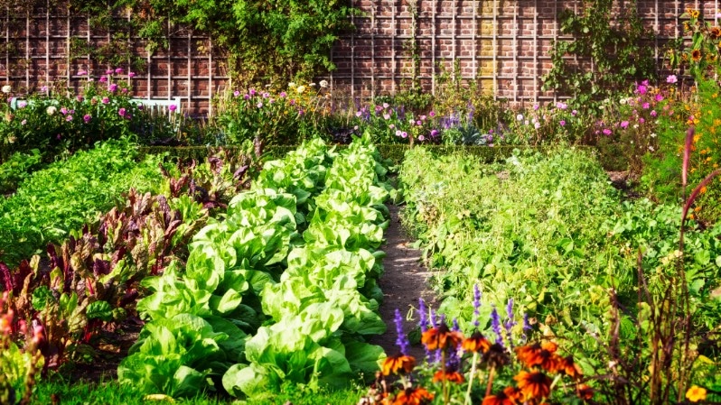 Lettuce Garden