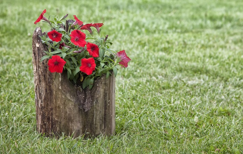 Vibrant Red Petunias in a log planter