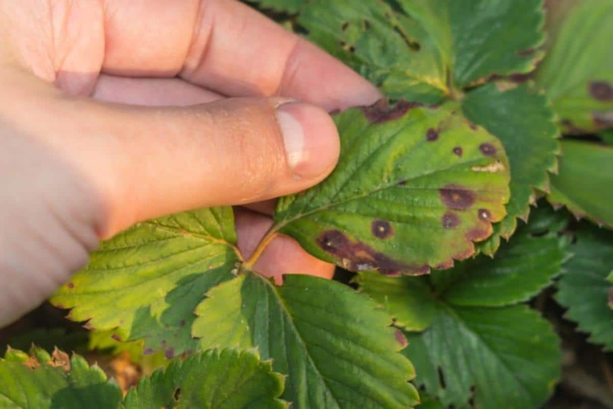 A hand is touching a diseased strawberry leaf.