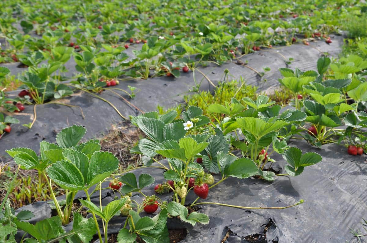 Strawberry rows.