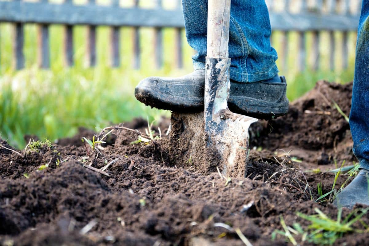 A gardener is tilling the soil.