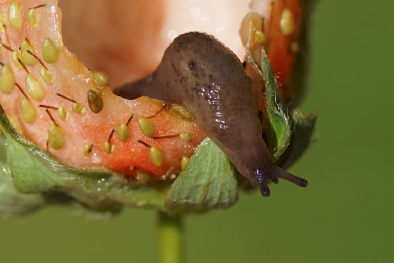 Slug eating strawberries.