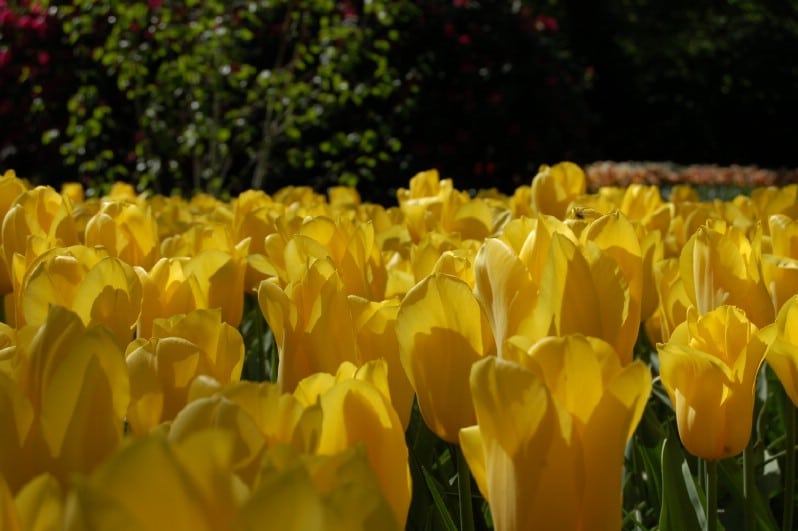 Yellow Tulips at Keukenhof