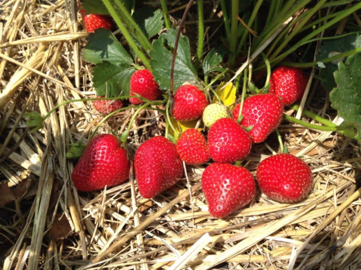 Strawberry planting with ripe fruits and straw mulch.