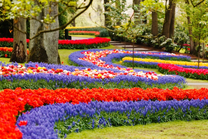 Colorful flowers in a garden park.