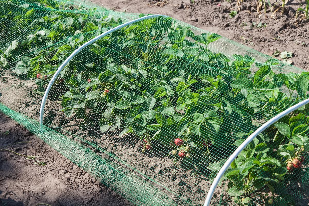 Strawberry row protected with a net.