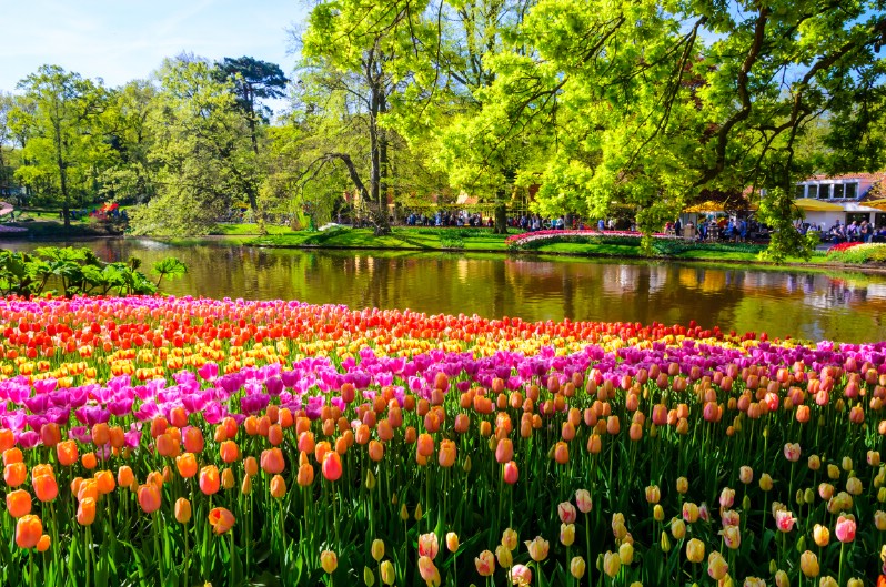 Tulip garden next to a lake