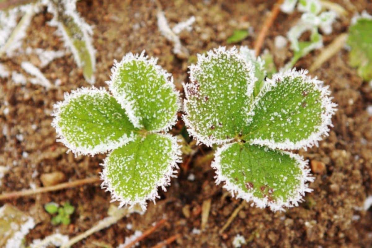 Strawberry plant with a light frost.