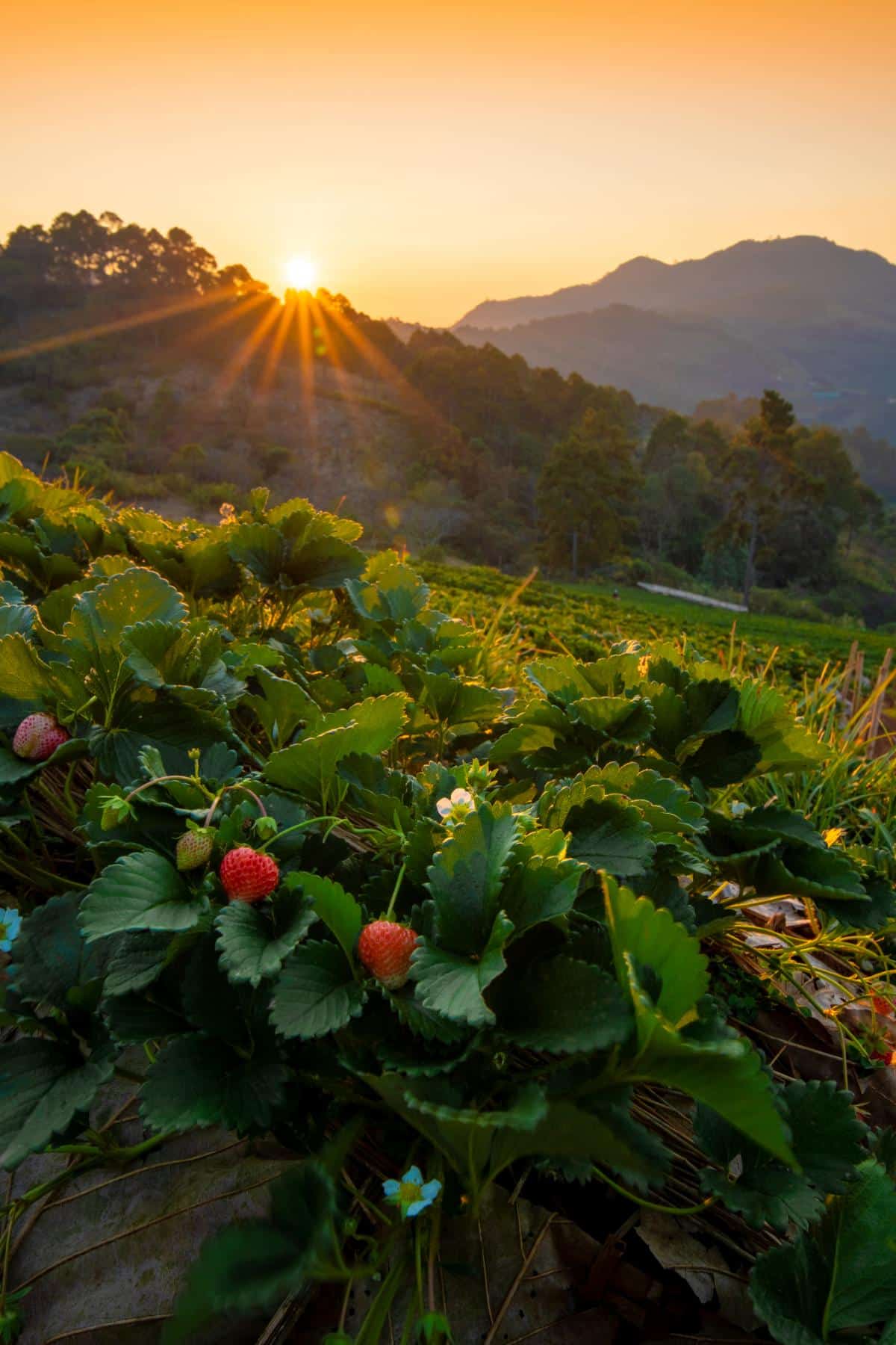 Strawberries growing on a hill.