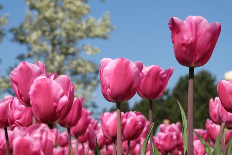 Pink Tulips in Bloom at Keukenhof