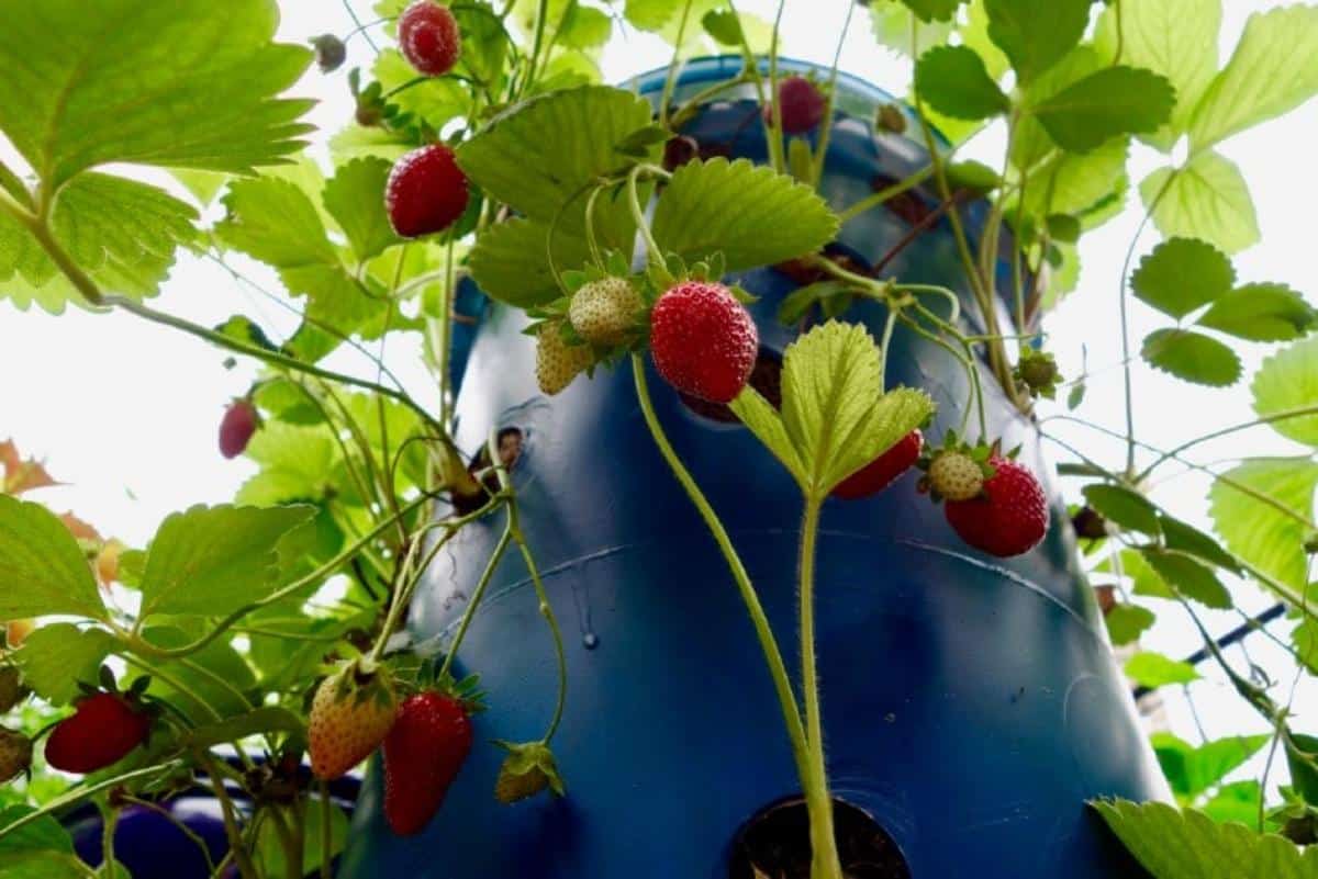 Strawberries growing in a plastic container.